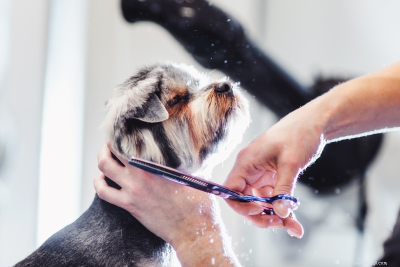 Professional DIY Grooming: The Comprehensive Guide for Pet Owners