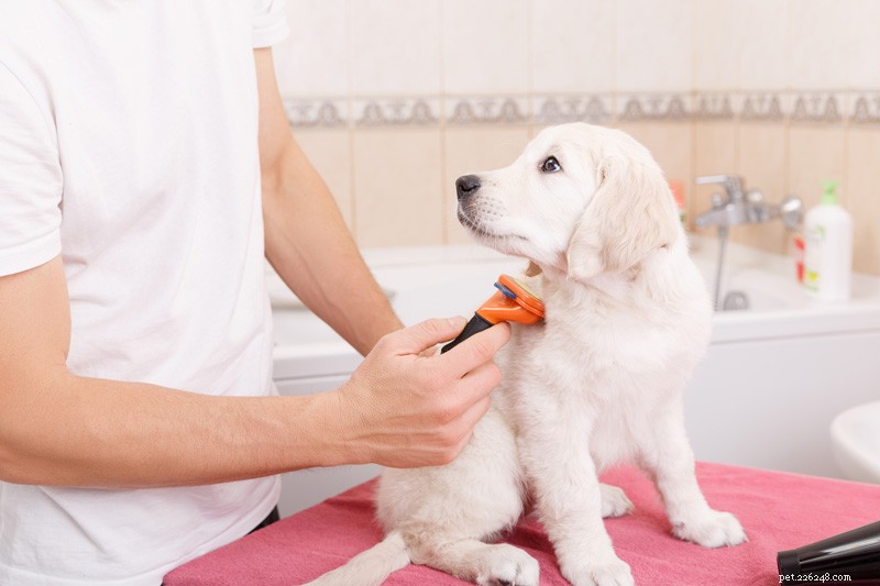 Professional DIY Grooming: The Comprehensive Guide for Pet Owners