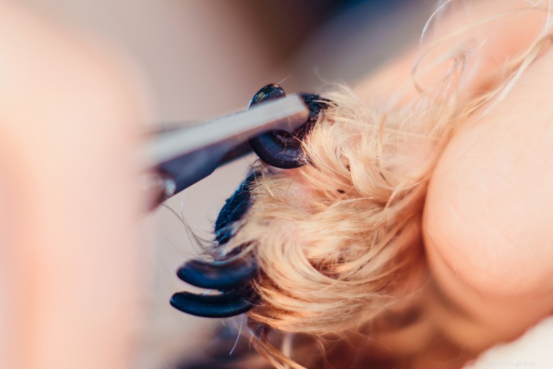 Professional DIY Grooming: The Comprehensive Guide for Pet Owners