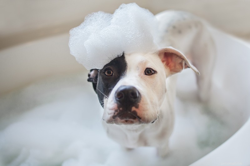 Professional DIY Grooming: The Comprehensive Guide for Pet Owners