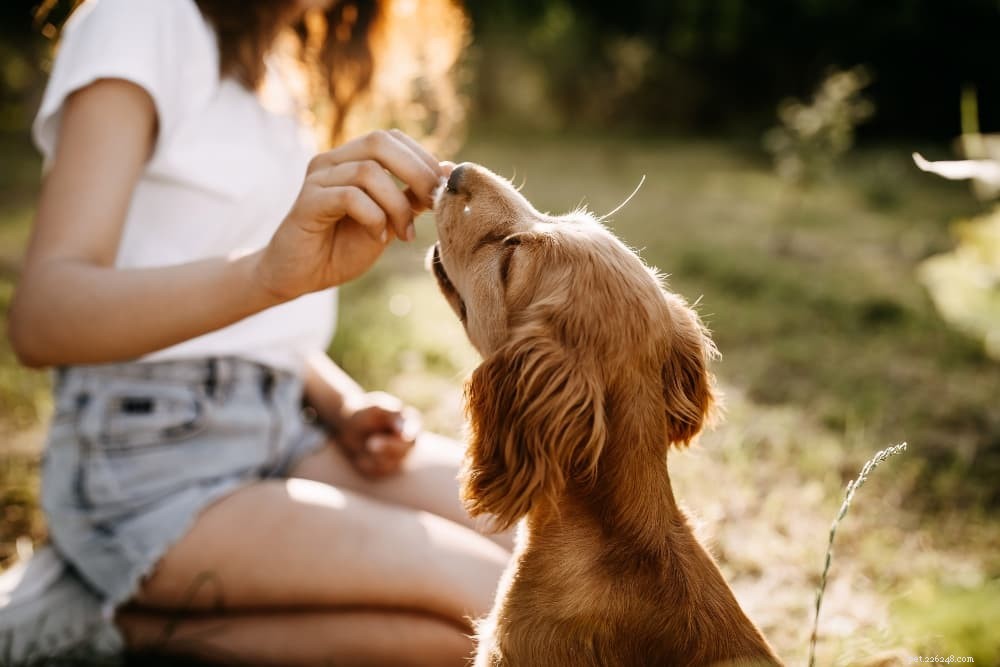 Top 10 Puppy Training Treats of 2022: Boost Learning & Health