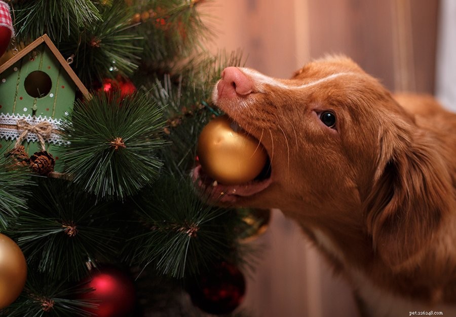 10 Proven Ways to Keep Your Dog Safe From Your Christmas Tree