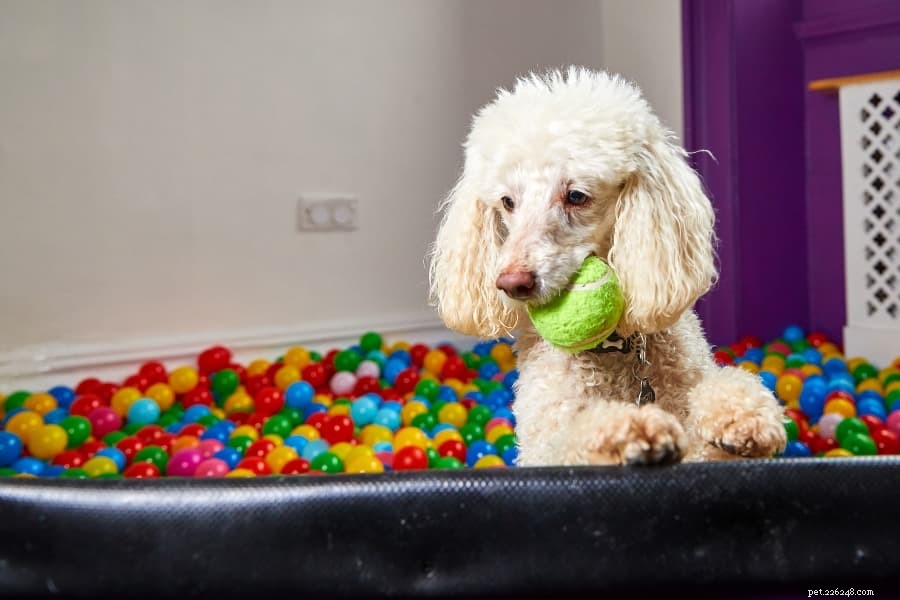 10 Best Indoor Games to Keep Your Winter‑Hating Dog Entertained