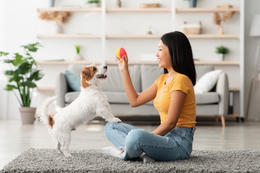 10 Best Indoor Games to Keep Your Winter‑Hating Dog Entertained