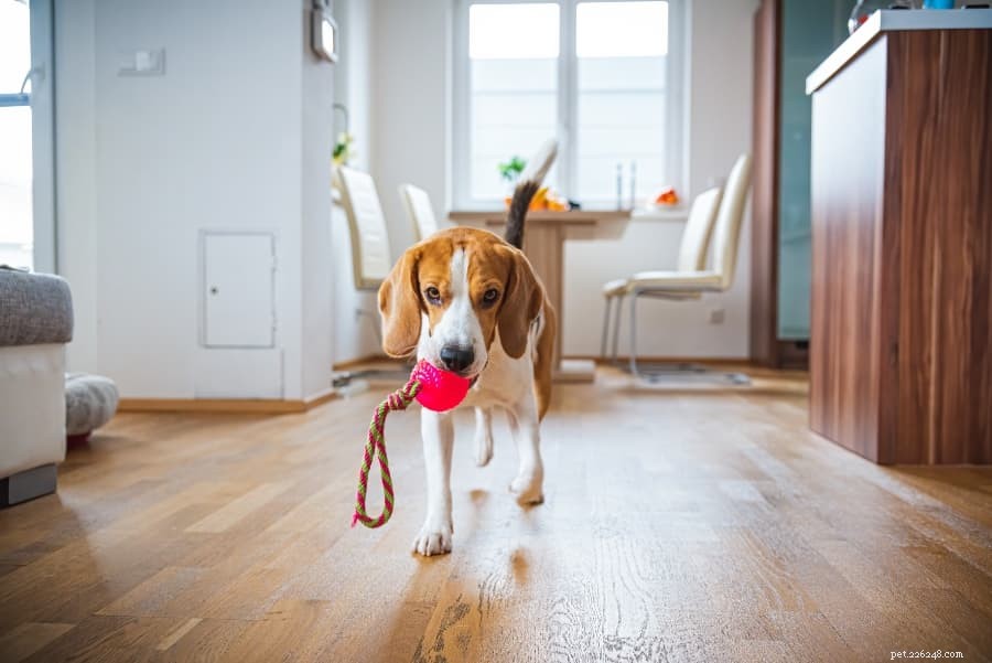 10 Best Indoor Games to Keep Your Winter‑Hating Dog Entertained