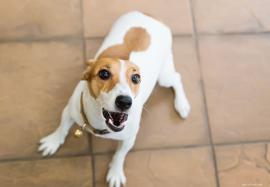Proven Techniques to Quiet Reactive Dogs & Stop Excessive Barking