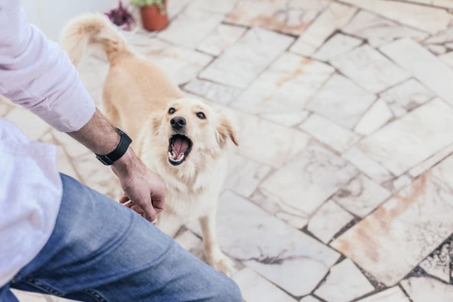Proven Techniques to Quiet Reactive Dogs & Stop Excessive Barking