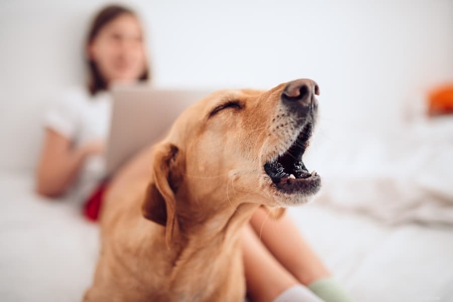 Proven Techniques to Quiet Reactive Dogs & Stop Excessive Barking