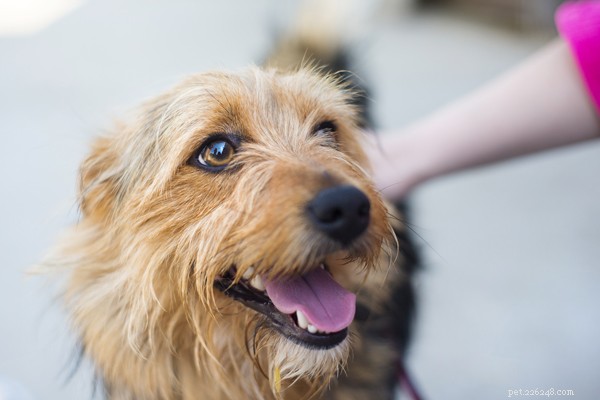 Proven Techniques to Quiet Reactive Dogs & Stop Excessive Barking