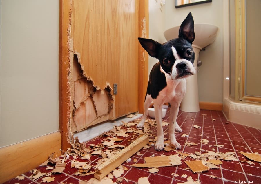 Managing Your Dog s Separation Anxiety: Practical Tips for a Calm, Happy Pet