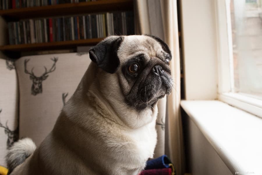 Managing Your Dog s Separation Anxiety: Practical Tips for a Calm, Happy Pet
