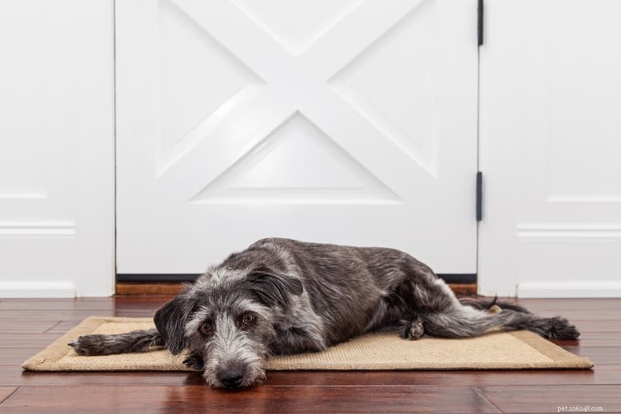 Managing Your Dog s Separation Anxiety: Practical Tips for a Calm, Happy Pet