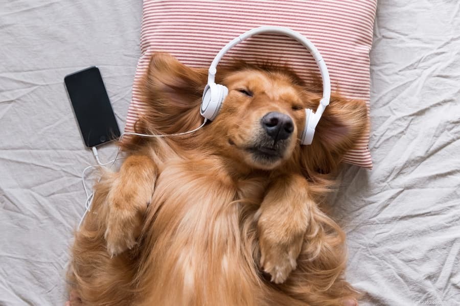 Calming Music for Dogs: Soothing Soundtracks to Reduce Anxiety & Promote Relaxation