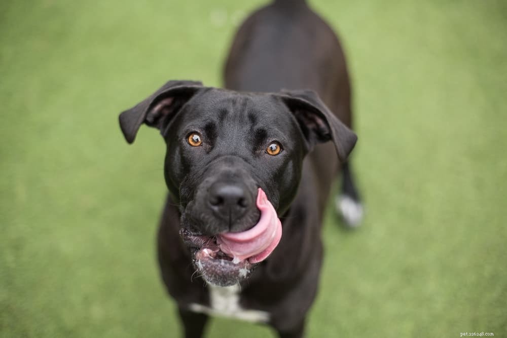 Master Off‑Leash Recall: Proven Training Tips for a Safe, Responsive Dog