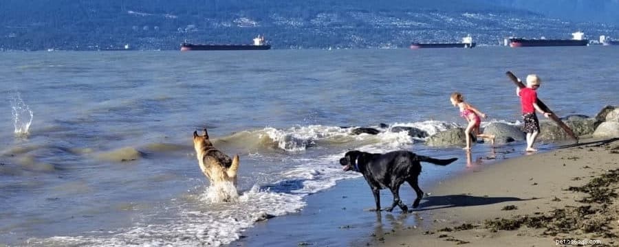 Master Off‑Leash Recall: Proven Training Tips for a Safe, Responsive Dog