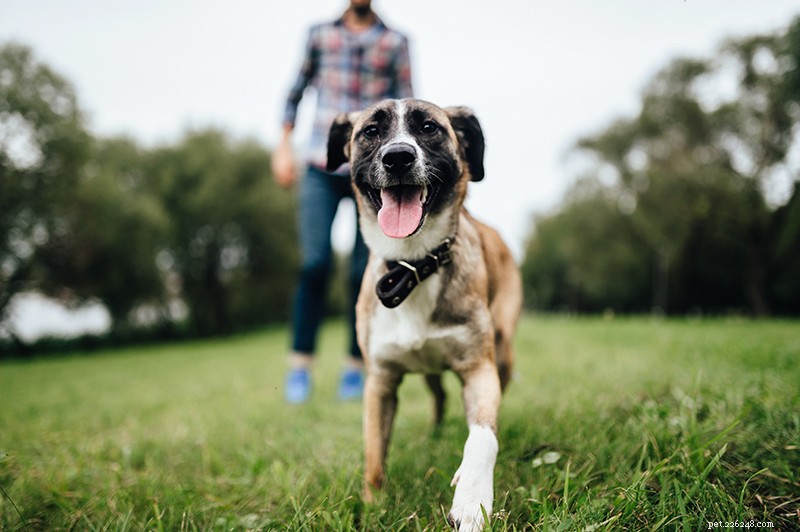 Master Off‑Leash Recall: Proven Training Tips for a Safe, Responsive Dog