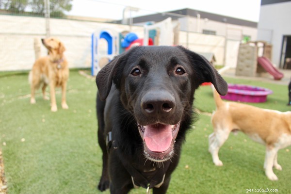 Effective Strategies to Manage Leash Aggression in Reactive Dogs