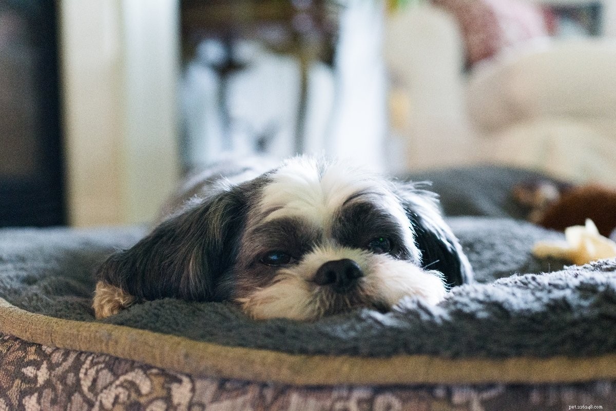 23 Best Hypoallergenic Dogs That Shed Least