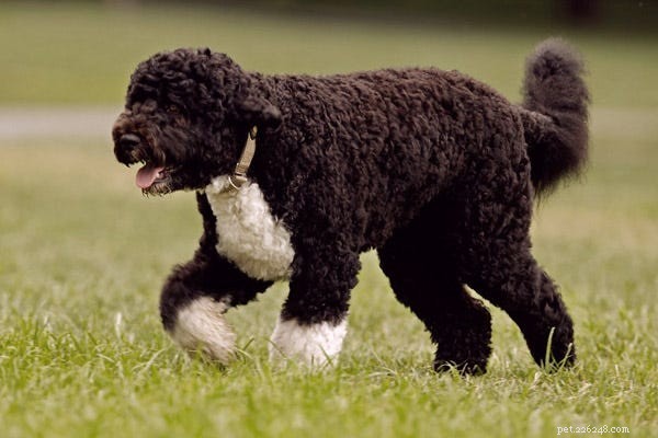 23 Best Hypoallergenic Dogs That Shed Least
