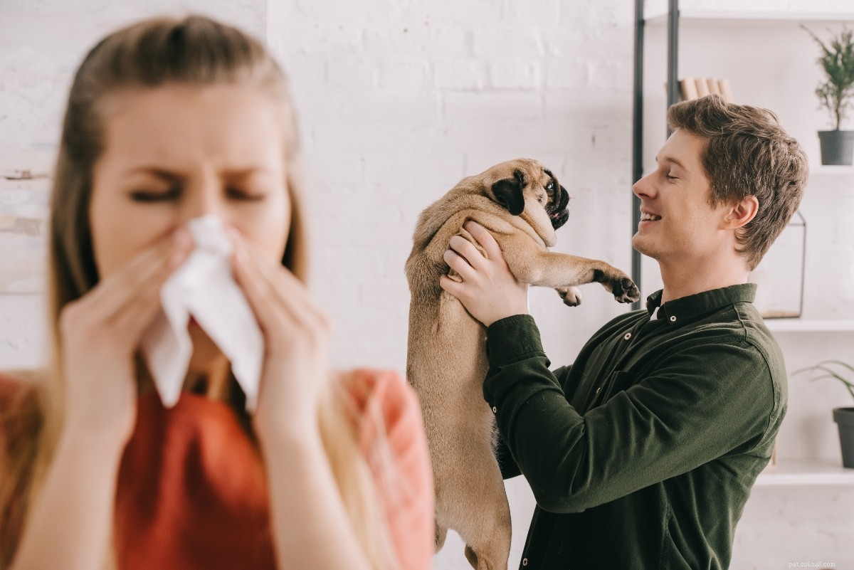 23 Best Hypoallergenic Dogs That Shed Least