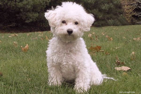 23 Best Hypoallergenic Dogs That Shed Least