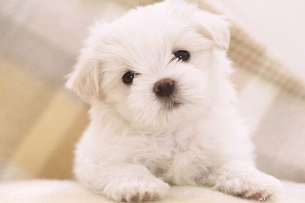 23 Best Hypoallergenic Dogs That Shed Least