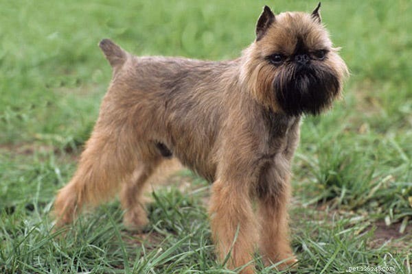 23 Best Hypoallergenic Dogs That Shed Least