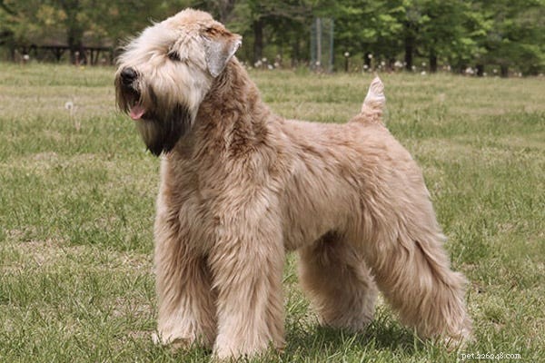 23 Best Hypoallergenic Dogs That Shed Least