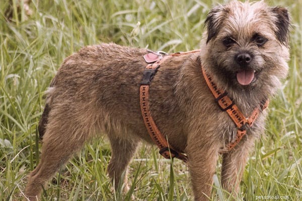 23 Best Hypoallergenic Dogs That Shed Least