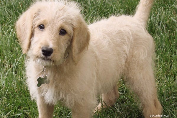 23 Best Hypoallergenic Dogs That Shed Least