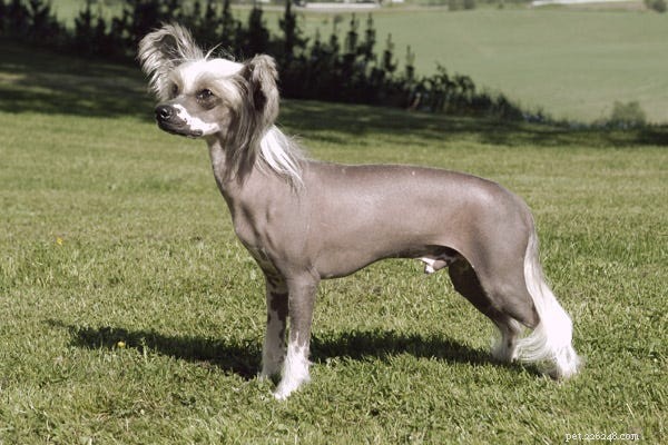 23 Best Hypoallergenic Dogs That Shed Least