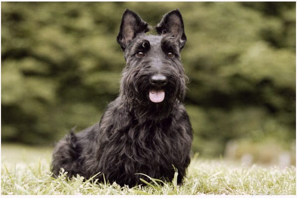 23 Best Hypoallergenic Dogs That Shed Least
