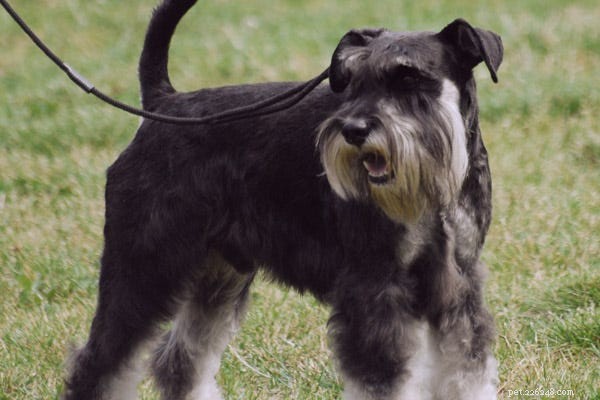 23 Best Hypoallergenic Dogs That Shed Least