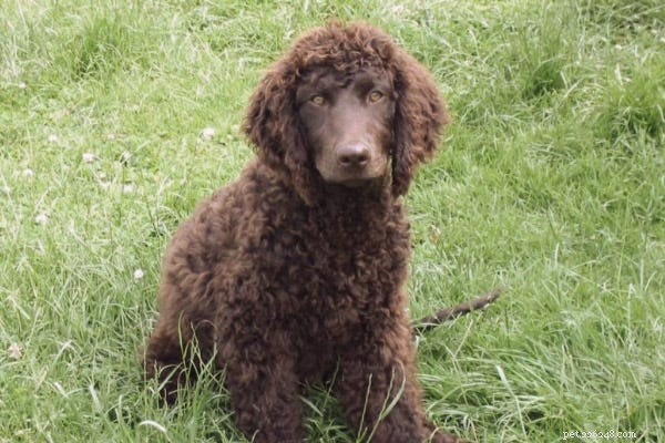 23 Best Hypoallergenic Dogs That Shed Least