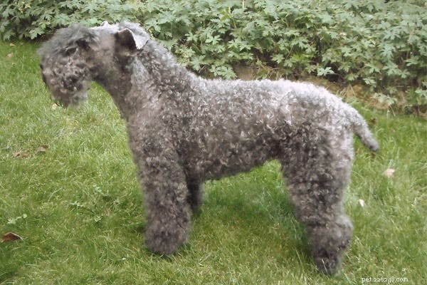 23 Best Hypoallergenic Dogs That Shed Least