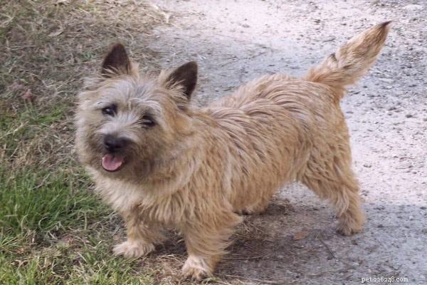23 Best Hypoallergenic Dogs That Shed Least