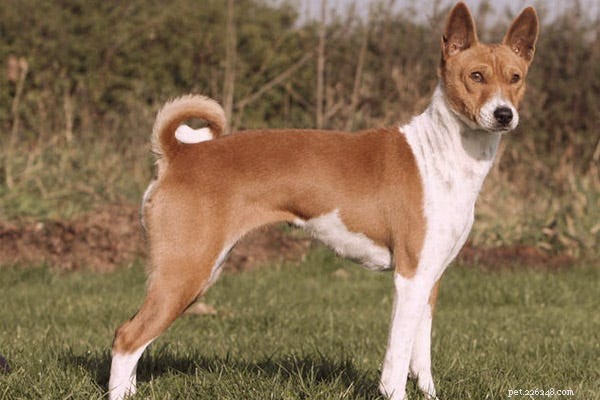 23 Best Hypoallergenic Dogs That Shed Least