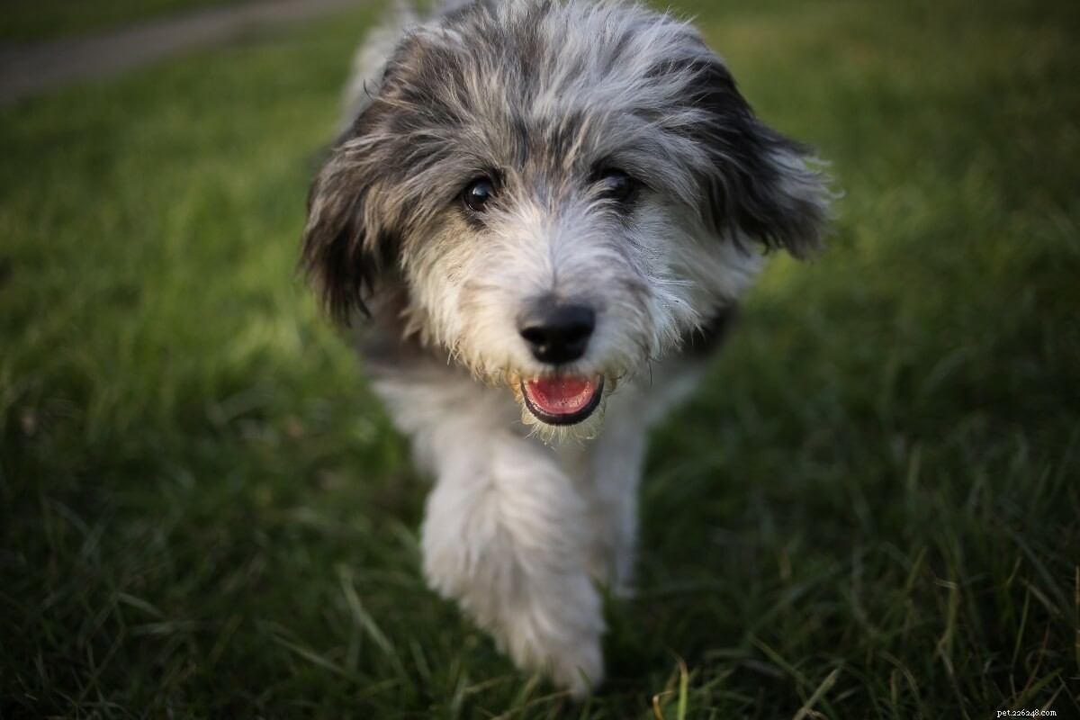 Find the Perfect Poodle Mix for Your Lifestyle