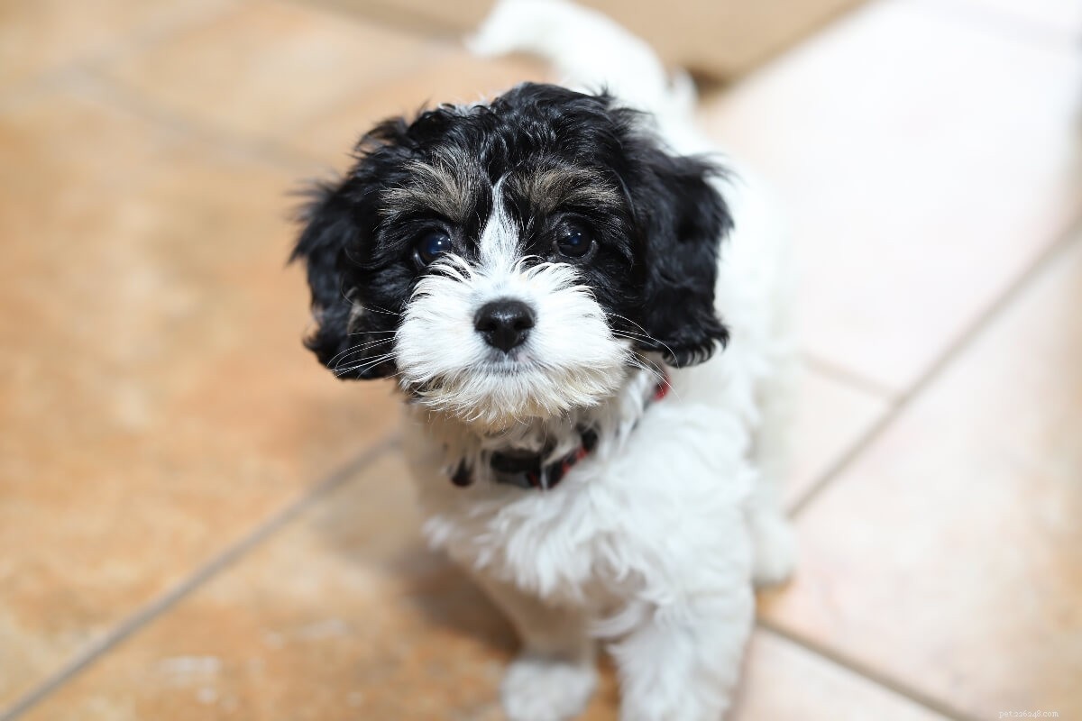 Find the Perfect Poodle Mix for Your Lifestyle