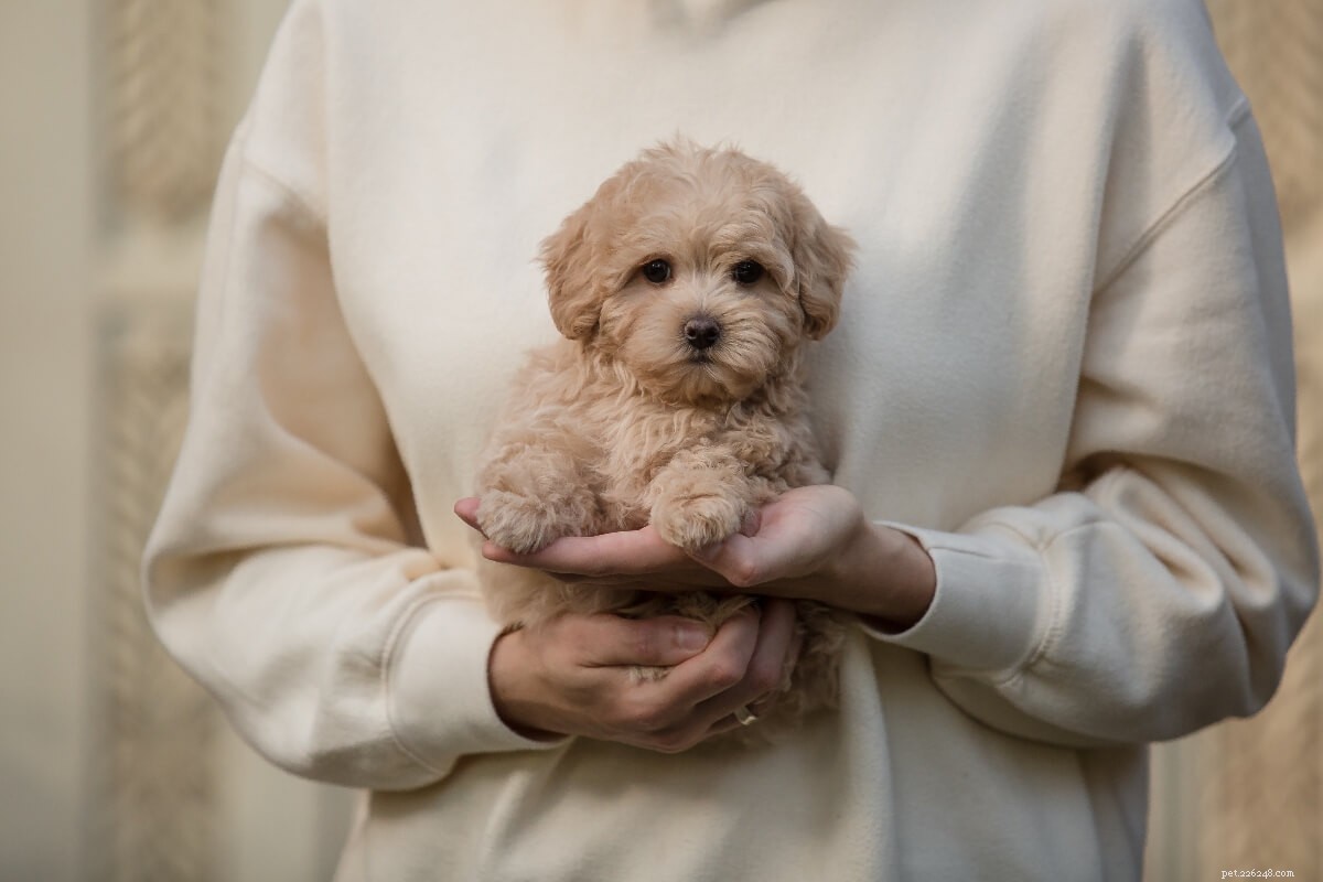 Find the Perfect Poodle Mix for Your Lifestyle