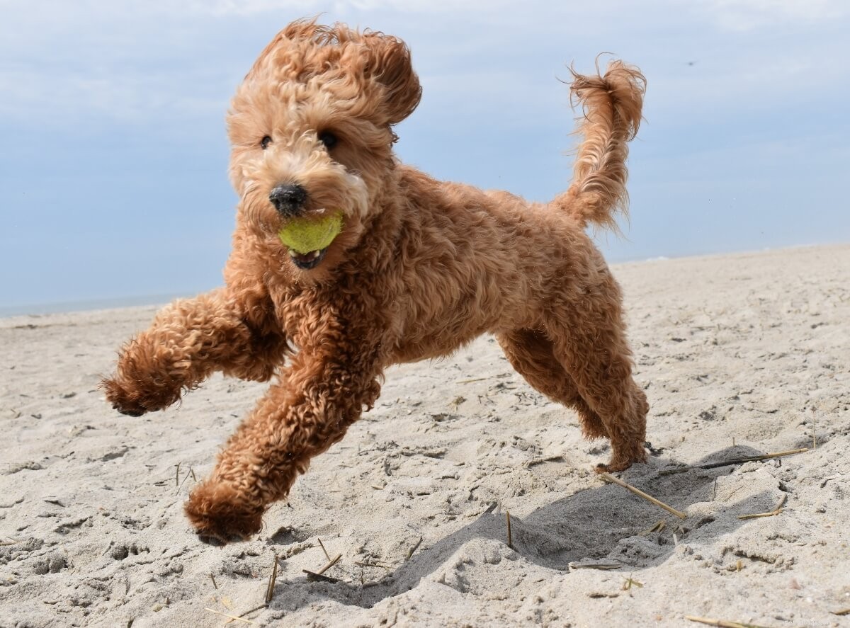 Find the Perfect Poodle Mix for Your Lifestyle
