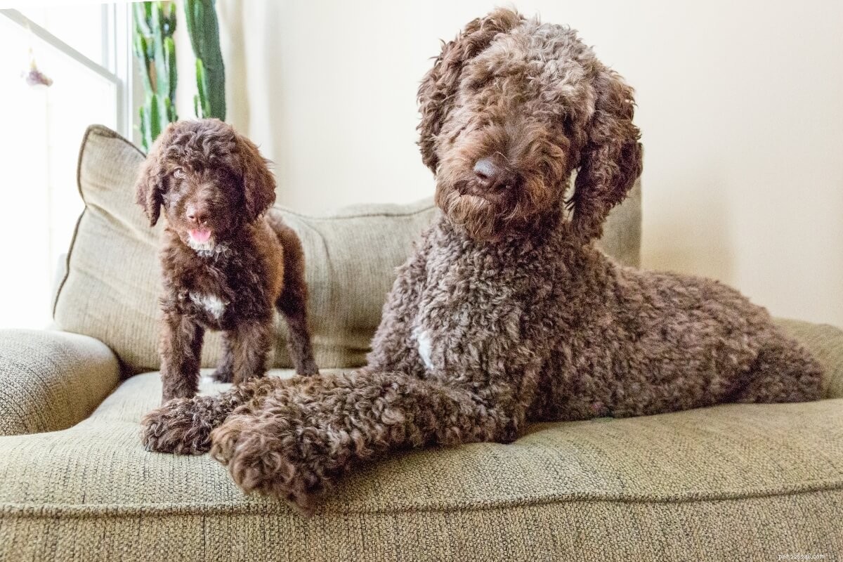 Find the Perfect Poodle Mix for Your Lifestyle