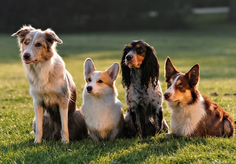 Do You Really Need Breed‑Specific Dog Food? Weigh the Pros & Cons
