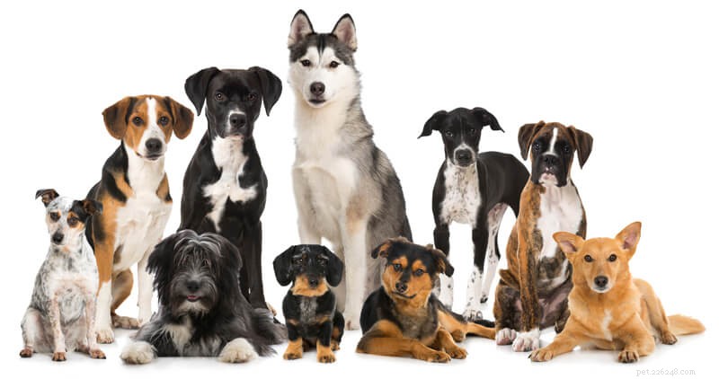 Do You Really Need Breed‑Specific Dog Food? Weigh the Pros & Cons
