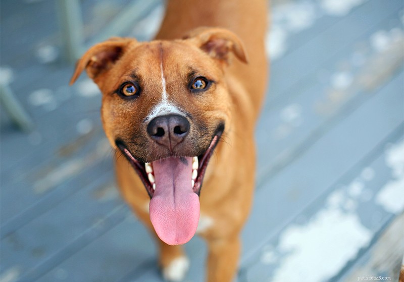 Canada’s 2022 Top 10 Most Adorable Dog Breeds