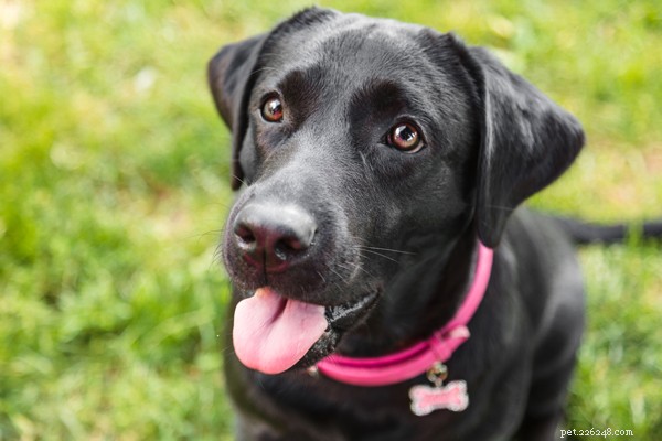 Canada’s 2022 Top 10 Most Adorable Dog Breeds
