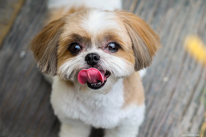 Canada’s 2022 Top 10 Most Adorable Dog Breeds