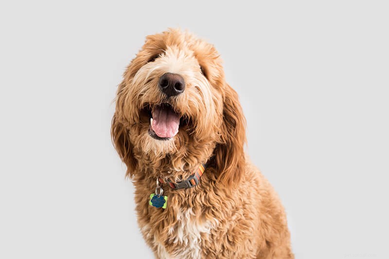 Canada’s 2022 Top 10 Most Adorable Dog Breeds