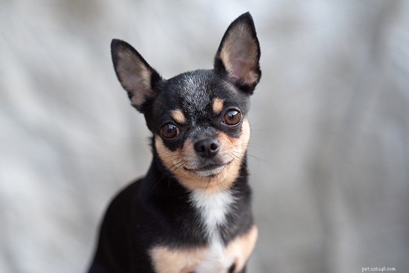 Canada’s 2022 Top 10 Most Adorable Dog Breeds