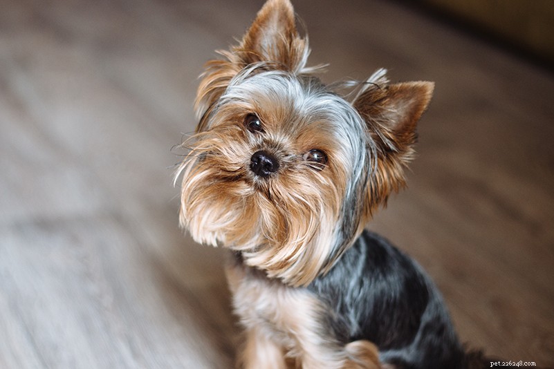 Canada’s 2022 Top 10 Most Adorable Dog Breeds